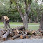 Tree Debris Hauling
