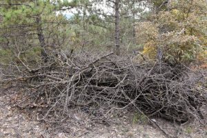 Three Benefits of Brush Hauling
