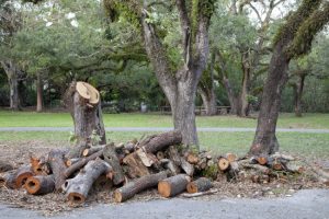 Trust Us for Your Tree Debris Hauling Needs
