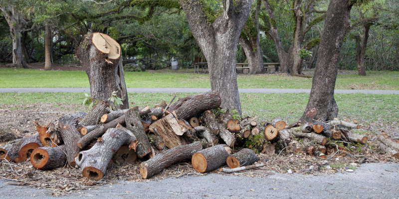 Trust Us for Your Tree Debris Hauling Needs